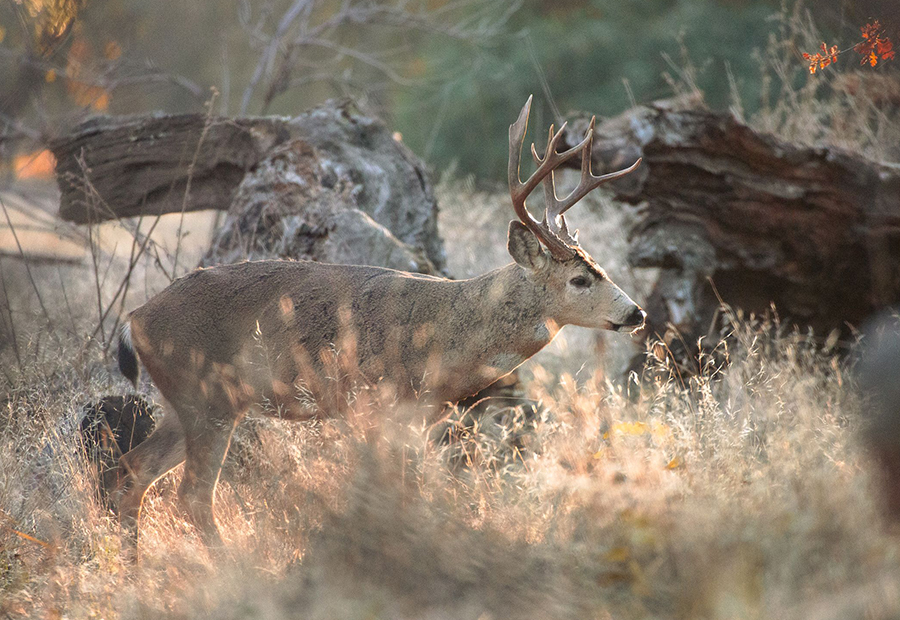 Buck in woodland habitat. CDFW photo